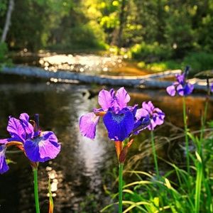 Posh With Admiration!